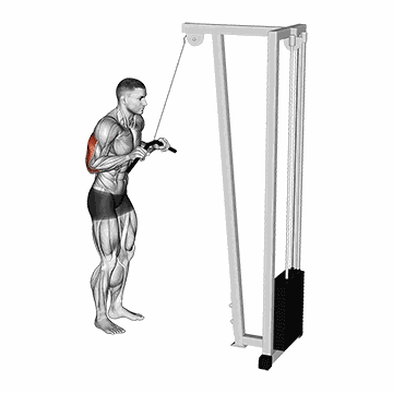 Triceps Pushdown