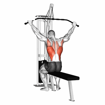 Animated demo of the behind-the-neck lat pulldown