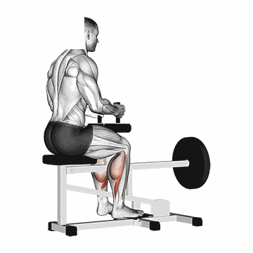 Seated Calf Raise Machine