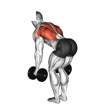 Rowing buste penché