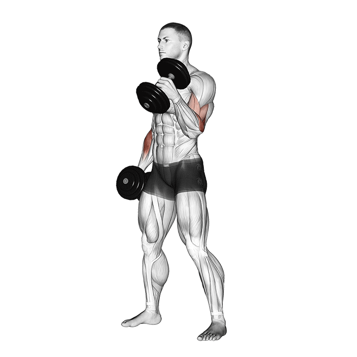 Alternating Dumbbell Hammer Curl