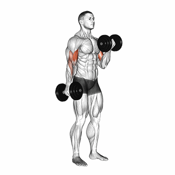 Bicep Curl