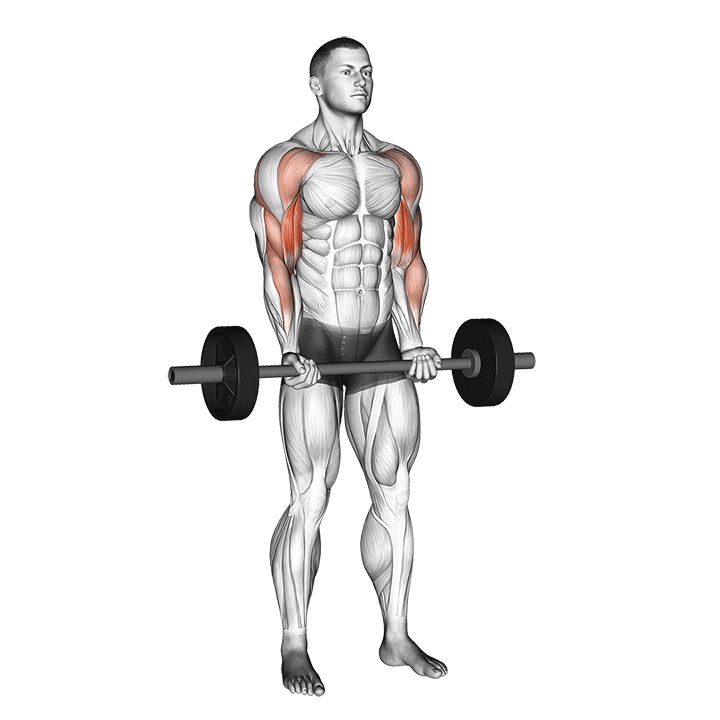 Animated demo of the barbell drag curl