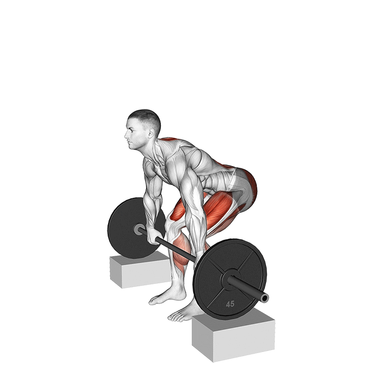 Animated demo of the barbell rack pull