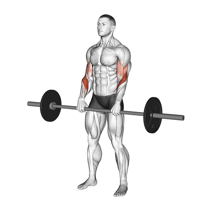 Animated demo of the barbell reverse grip forearm curl