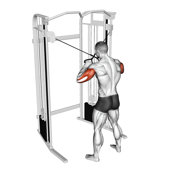 Cable Cross Triceps Extension