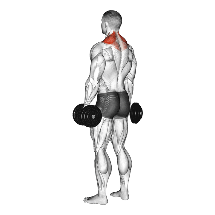 Shrugs haltères