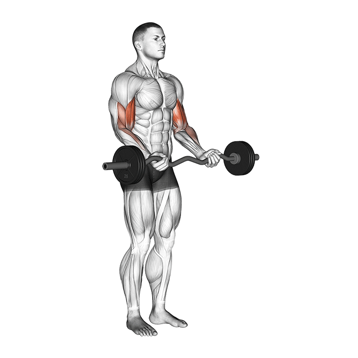 Animated demo of the ez-bar biceps curl
