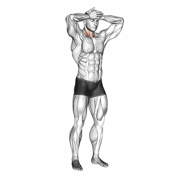 Animated demo of the neck stretch