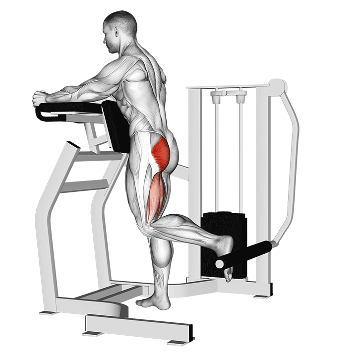 Animated demo of the glute machine kickback