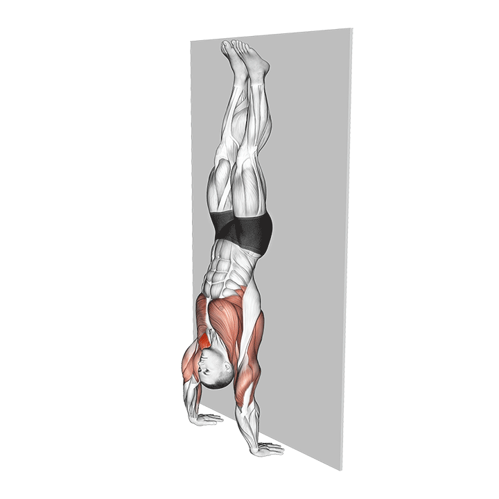 Handstand Hold