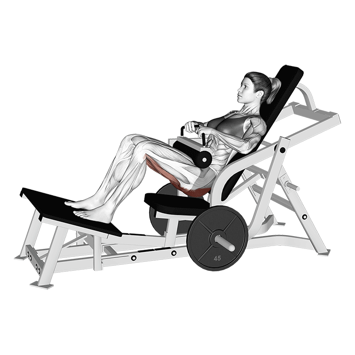Animated demo of the machine hip thrust