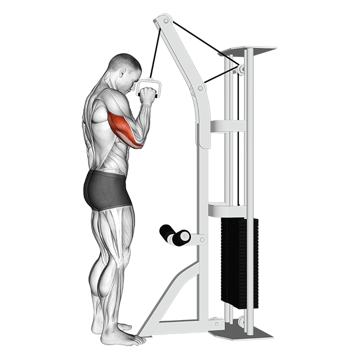 Animated demo of the one-arm triceps cable pushdown