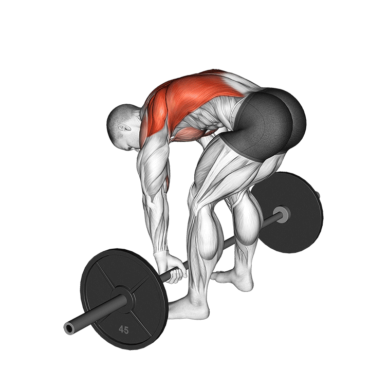 Démo animée : rowing pendlay