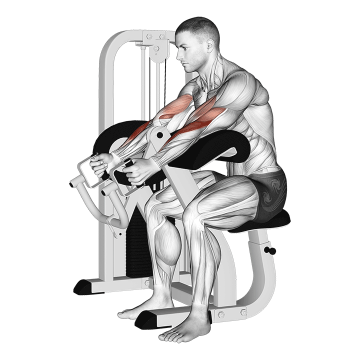 Animated demo of the preacher hammer curl