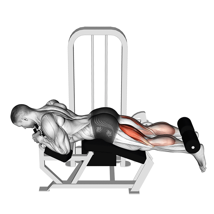 Prone Lying Leg Curl