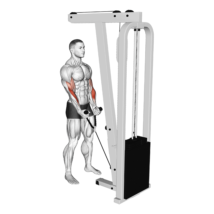 Animated demo of the rope cable hammer curl