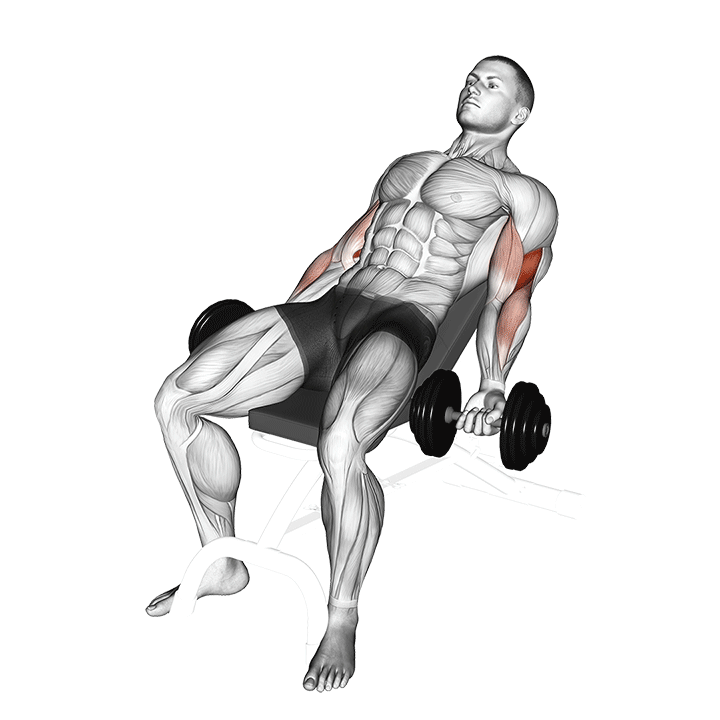 Seated Incline Dumbbell Curl