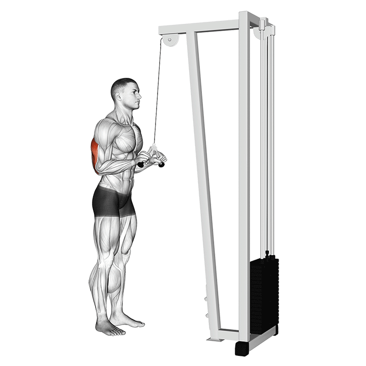 Démo animée : extension triceps à la poulie (barre en v)