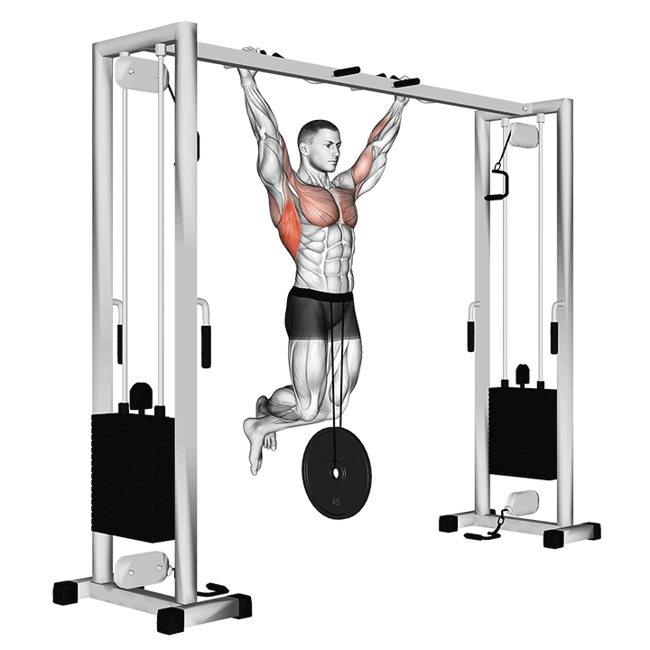 Animated demo of the weighted pull-up